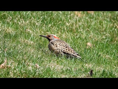 Northern Flicker: Migration (20 April 2025)