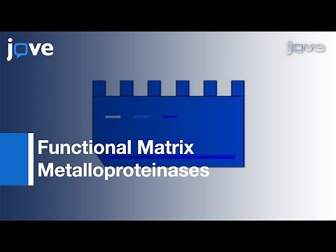 Detection: Functional Matrix Metalloproteinases By Zymography l Protocol Preview