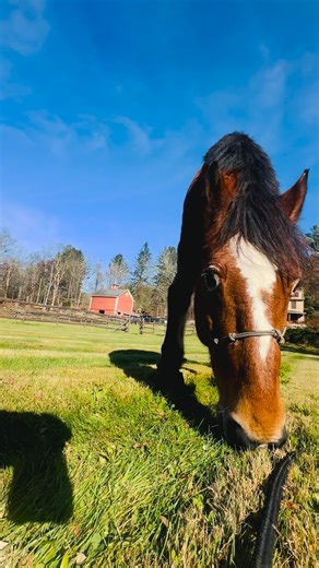 Incase you needed some chomp chomp asmr 🌱 | Rockwall Farm