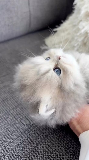 381K views · 10K reactions | She just goes limp when you hold her, a wet noodle, little Floppy is too cute❤️❤️❤️ #kitty #persiancat #christypawpersians #chinchillacat #persiankitten #cat #babycat #babykitten #kitten #fluffybaby #fluffykitten | christypawpersians | Facebook