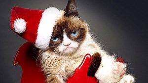How Grumpy Cat Became a Movie That’s Actually Pretty Good