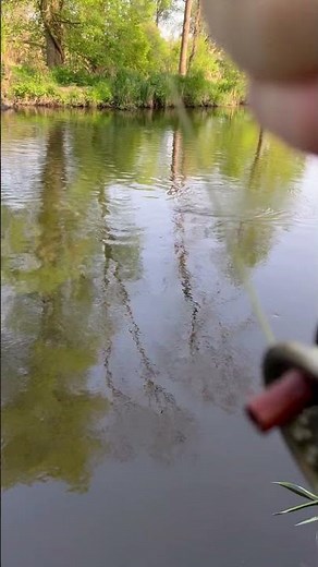 Fliegenfischen auf Döbel mit Trockenfliege #fliegenfischen #dryfly #flyfishing #flyfishinglife