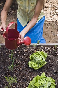 Loam Soil Pros & Cons