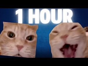 Cat Laughing meme [ 1 Hour ]