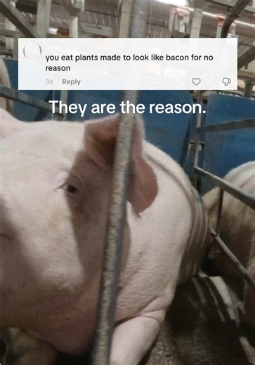 I get this one a lot… “why do vegans make their food look/taste like meat if they hate meat so much??”. Most people don’t go vegan because they don’t enjoy the taste of meat… They go vegan because they recognise that taste doesn’t justify violence. Taste doesn’t justify killing trillions of animals every single year. So we make vegan meat alternatives - like vegan bacon - so that we can still enjoy all the same meals, but without the unnecessary cruelty involved. We get all the taste without the