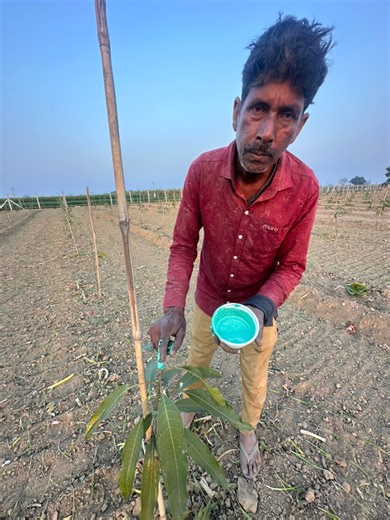 आम 🥭 की बागवानी में Copper oxichloride का इस्तेमाल क्यों किया जाता है 😱😱 | Ravizone Farming Leader