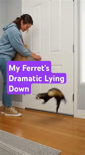 The Ferret’s Dramatic Lying Down