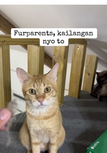 Laking tulong nito sa pag alis ng mga balahibo ng mga furbabies natin #fur #furparents #furremover #pet