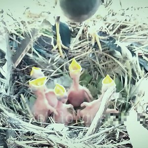 Myna is feeding her children | Review Bird Nest