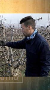 ¿Qué es un chancro? #ElCampoATV | El campo es nuestro Aragón TV