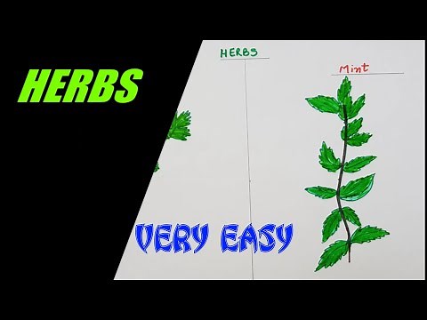 How to draw HERBS easily / CORIANDER AND MINT / SCIENCE / EVS for KIDS / Step by step/ Beginners