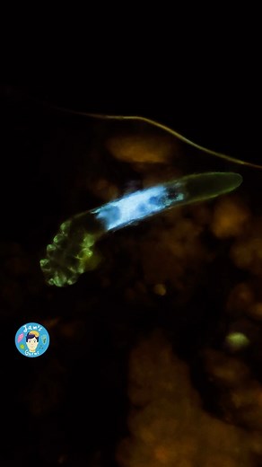 Jam's Germs on Instagram: "Cutie pie Demodex from my FACE. These are some microscopic animals that live on virtually every single adult humans’ face. . Demodex are not harmful to us under normal circumstances, they inhabit the pores on our faces, they feed on the excess oil which some glands on our skin excrete. They are cute and chubby and very funny looking with their Jabba the Hutt butts. BUT they live on our faces, which kinda freaks me out to be honest, but I try not to think about it much!