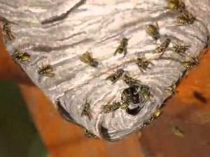 Platten Pest Control