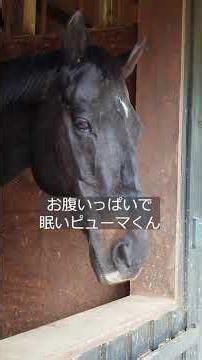 眠い眠いピューマくん／コアレスピューマ #引退馬協会 #フォスターホース #コアレスピューマ #horse