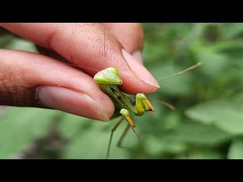 European mantis insect