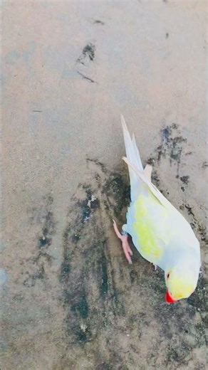“The Moment My Parrot Proved His Love — Desert Free Flight 🦜💨”#talkingparot #birds