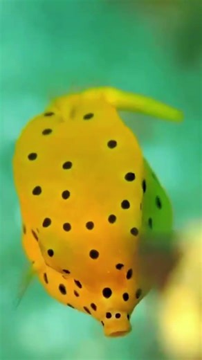 Meet the Yellow Boxfish – Cute Ocean Box with a Deadly Secret!