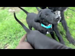 9-week-old puppies enjoying some time in the grass