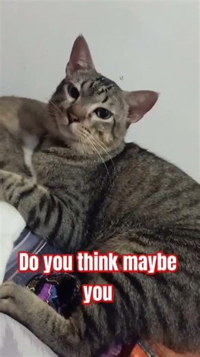 nonononononono #fyp #cat #shortvideo