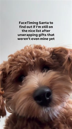 Theo the Cockapoo on Instagram: "I’ll still be on the nice list, right?!🎄🎅🏼🤪 #funnydogvideos #funnydogreels #funnydogsofinstagram #cockapoo_corner #cockapoopuppy #christmaspuppy #nicelist #cockapoocrazy #cockapoodaily #minicockapoo #cockapooworld #cockapoofun #santa #santaclaus"