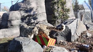 Ena, Kita and Mylo enjoyed some special Christmas 🎁's as part of the Zoo's #12DaysofEnrichment. See full week schedule: http://www.torontozoo.com/12days/. | The Toronto Zoo