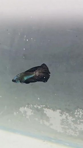 Samurai HMPK Betta 🔥 | Pure Armor Look | Premium Quality | Ks Aquatics