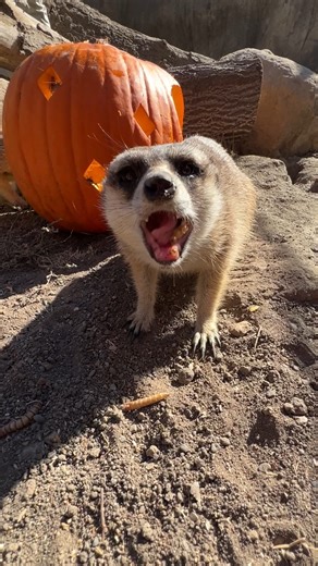 4.1K views · 422 reactions | Happy Thanksgiving from all of us here at the Santa Barbara Zoo! 旅 Our slender-tailed meerkats are feasting on worms and crickets today! What’s your favorite Turkey Day dish? Alt-text: Our slender-tailed meerkat mob munches on crickets and worms in this reel. They climb over a pumpkin and each other as they feast together happily. | Santa Barbara Zoo | Facebook
