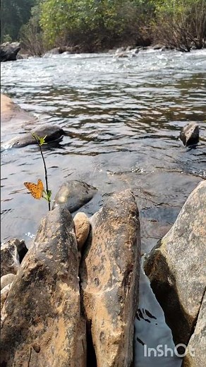 BRETHLESS.....#shorts #brethlesssong#brethless