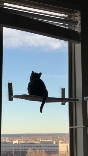 @miloandmilashow: Do you think Mila’s tail wags are weird?? She just gets so excited for the birds!!