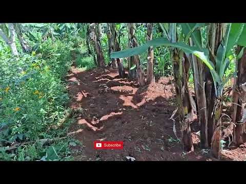 𝗗𝗔𝗬 𝗜𝗡 𝗧𝗛𝗘 𝗟𝗜𝗙𝗘 𝗢𝗙 𝗔 𝗦𝗠𝗔𝗟𝗟 𝗙𝗔𝗥𝗠𝗘𝗥 #youtubeshorts #shortvideo #short #viralvideo #motivation #farming