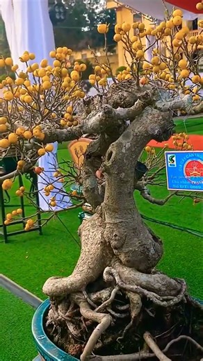 Bonsai 100 Years Old – Rare Bonsai Masterpieces