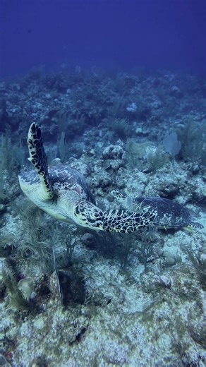 476 reactions · 96 shares | The beauty of the Belize Barrier Reef is...