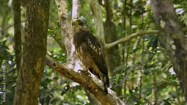 Crested serpent eagle - Spilornis cheela is medium-sized bird of prey found in forested habitats across tropical Asia, brown bird woth the crest on the tree in the Indian jungle.