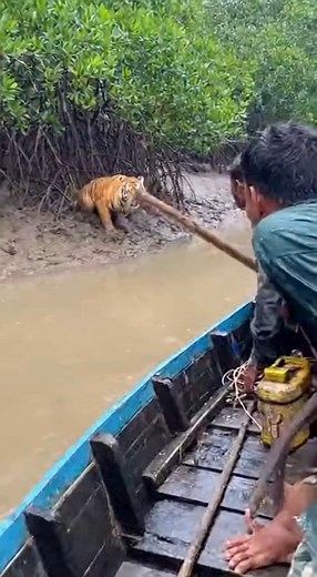 😱ON CAMERA! 🐅 Savage Tiger Attack on Fishing Boat in Sundarbans MUD!😱#tigerattack #reels #viral #AmaZing #reelsfb #fyp #Sora2 #fblifestyle | Isabel Giraldo