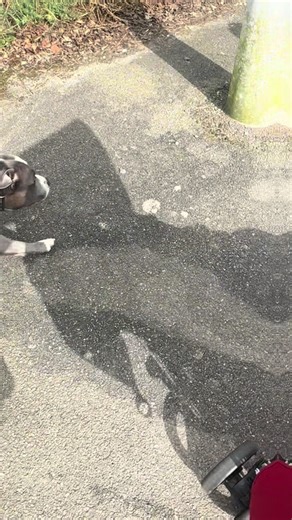 Dobby’s baby sitting today!! He’s the best with kids! He just loves them #dobbybags #smallbusiness #StaffyLove