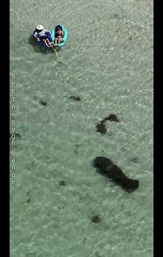 People didn't notice the #manatee until the last second. #manatees are friendly and curious, there was no real danger. The music is supposed to be funny, not serious. #nature #nope #animals #florida #stpete #awesome #no #outdoors #ocean #natgeo #dji #scary #floridapotato #amazing Visit St. Pete/Clearwater Animal Planet | See Through Canoe
