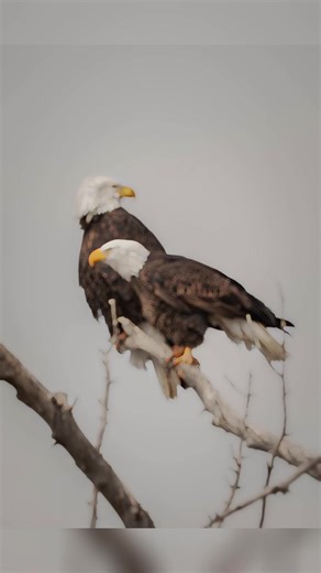 These two beauties were sitting above a big flock of geese and swans. A couple of times the male took his shot at some of them, but came up short. It was so fun to watch. #baldeagle #nikon600mmf4 #wildlifephotography