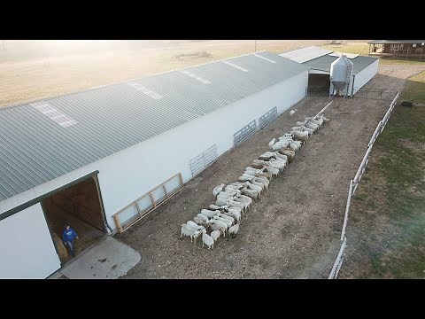 Moving our sheep into their livestock barn for lambing season