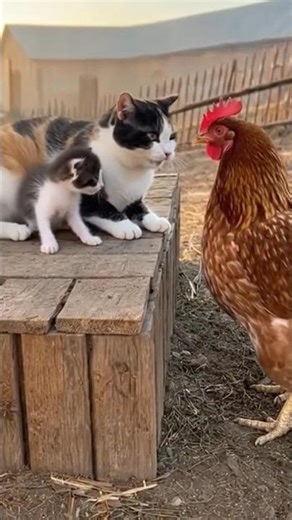 Angry Mom Cat Attacks Chicken After Loud Clucking! 😱🐔🐱 Funny Farm Chaos
