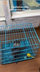 147K views · 5.7K reactions | I visited an otter interaction place in...