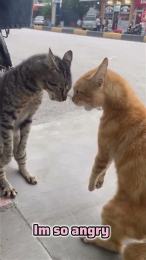 Angry Cats Competition #fun #funny #love #cat