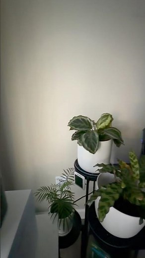 easy diy humidity trays✨ #plantcare #houseplants #shorts