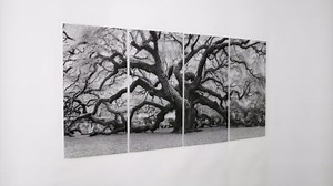 Empire Art Direct The Angel Oak ABCD Frameless Free Floating Tempered Glass Panel Graphic Tree Wall Art Set of 4, each 72 in. x 36 in. TMP-EAD5302ABCD-7236