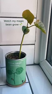 Magic Bean from Tiger #magicbean #plants #hometheplanter #fypシ゚ | Home ThePlanter