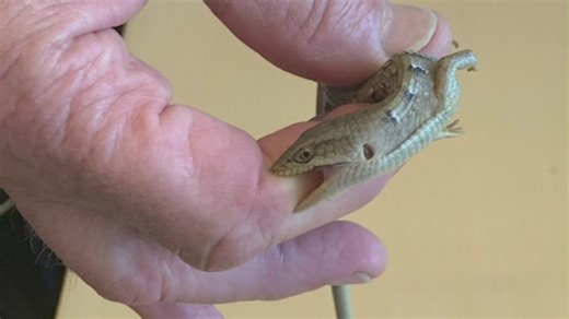 Southern California heat wave drives alligator lizard indoors at UCLA