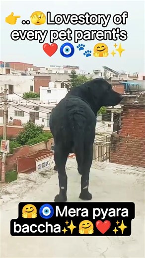 Ghar ki ronak h mera baccha🤗❤️#simba#labrador#petlover #cute #trendingshorts#memes#ytshorts #youtube