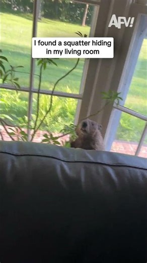 I found a squatter hiding in my living room