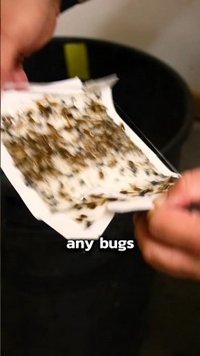 How to PREVENT Cockroaches in Your House