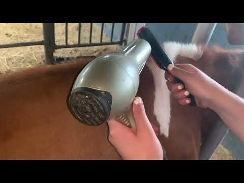 Dairy Cattle Fitting - Topline Tips with Megan Davenport