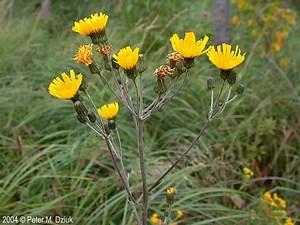 Hieracium - Alchetron, The Free Social Encyclopedia